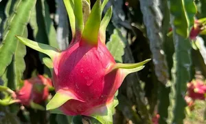 7 loại quả giúp giảm tình trạng táo bón